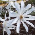 magnolia_stellata.jpeg