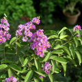 lagerstroemia_indica.png