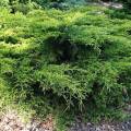 juniperus.jpg
