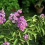 lagerstroemia_indica.png