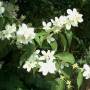 philadelphus.jpg