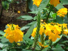 Crossandra infundibuliformis.jpg