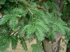 Sequoia sempervirens.jpg
