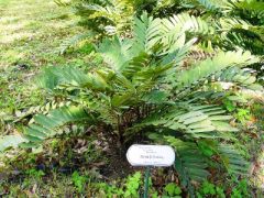 Zamia furfuracea.jpg