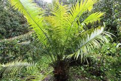 Ceratozamia mexicana.jpg