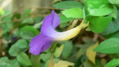 Meyenia erecta.jpg