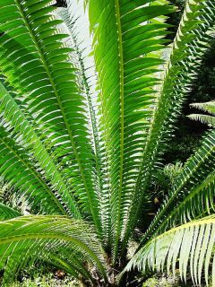 Dioon spinolosum.jpg