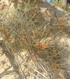 Ephedra distachya.jpg