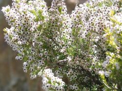 Erica arborea.jpg