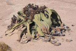 Welwitschia mirabilis.jpg