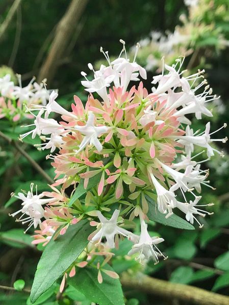 Fichier:Abelia chinensis3.jpg
