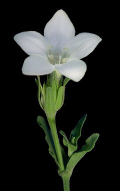 Dicladanthera.jpg