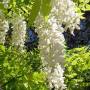 wisteria_sinensis.jpg
