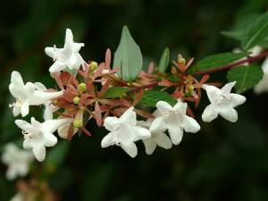 abelia_x_grandiflora3.jpg