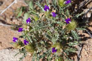 Acanthopsis disperma