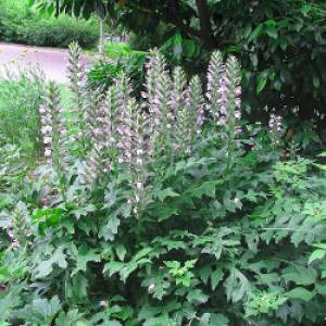 Acanthus mollis