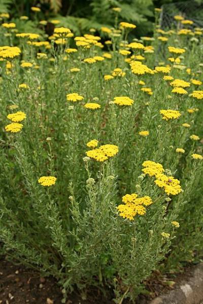 Achillea ageratum