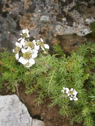 Achillea atrata