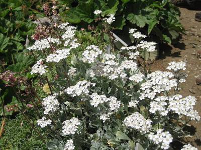 Achillea clavennae