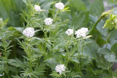 Achillea macrophylla