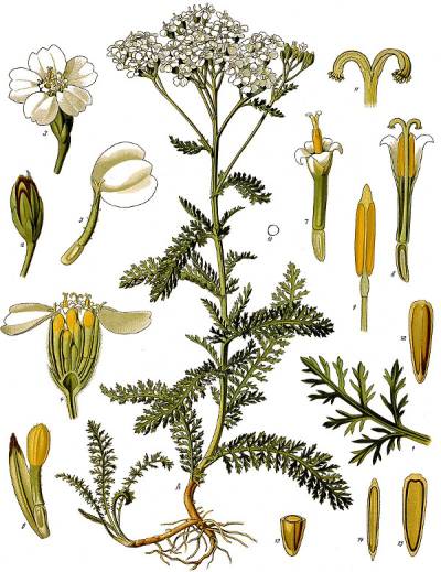 Achillea millefolium