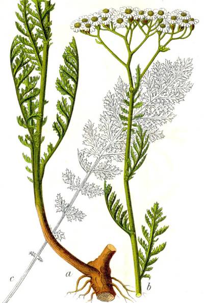 Achillea nobilis