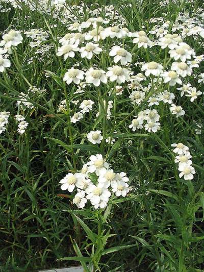 Achillea ptarmica