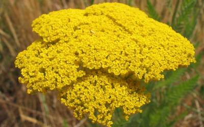 Achillea filipendulina