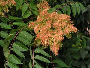 Ailanthus altissima