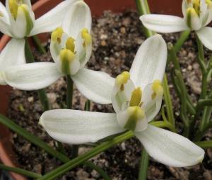 Albuca humilis