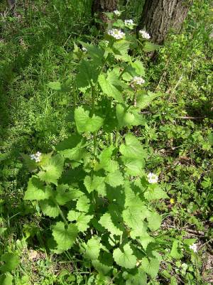 Alliaria petiolata