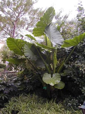 Alocasia macrorrhizos