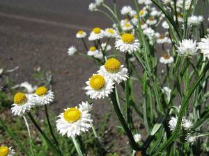 Ammobium alatum