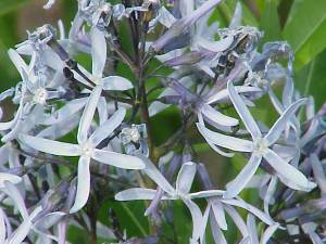 Amsonia tabernaemontana