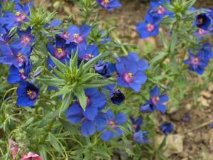 Anagallis monelli