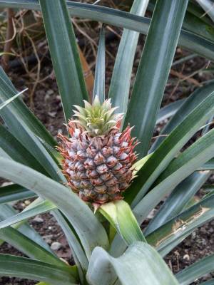 Ananas comosus