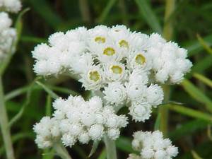 Anaphalis margaritacea