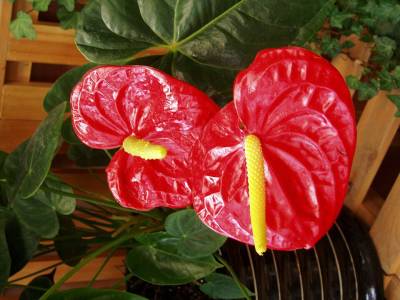 Anthurium andraenum