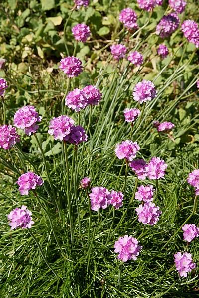 Armeria maritima