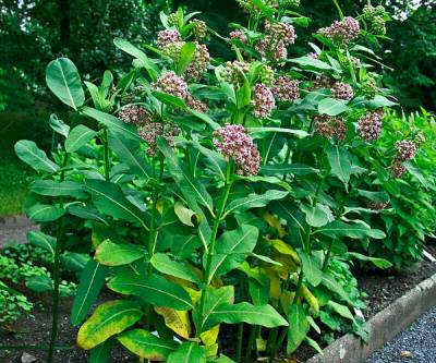 Asclepias syriaca