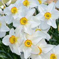 narcisses