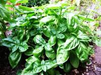 Basilic