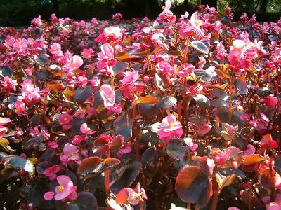 Begonia Semperflorens