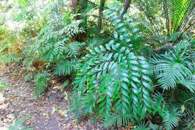Bowenia serrulata 