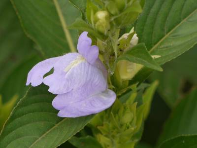 Calacanthus grandiflorus