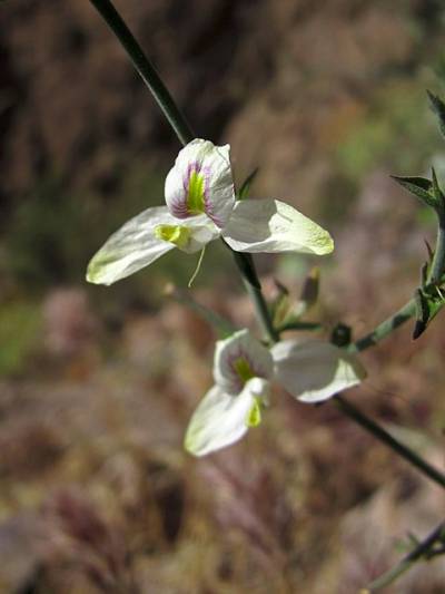 Carlowrightia arizonica