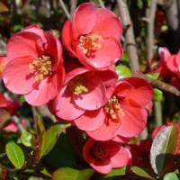 chaenomeles_japonica