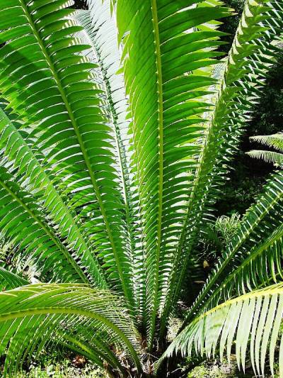 Dioon spinolosum