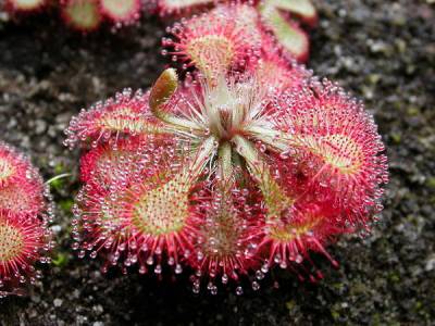 Drosera