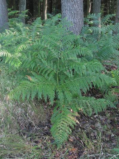 Pteridium aquilinum